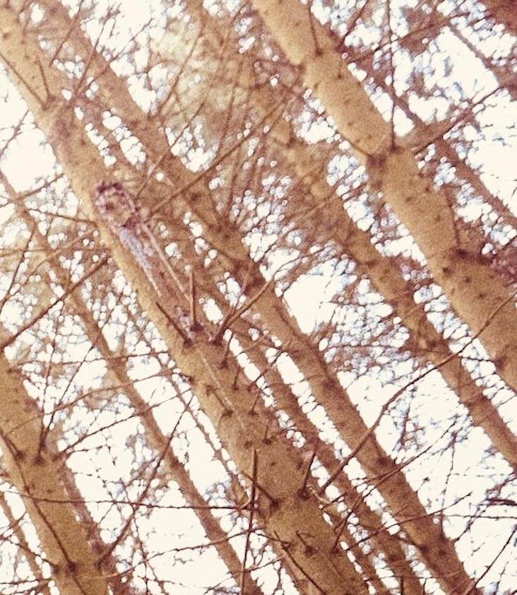 Autumn / Winter