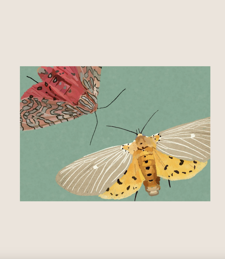 Postcard Night Moth