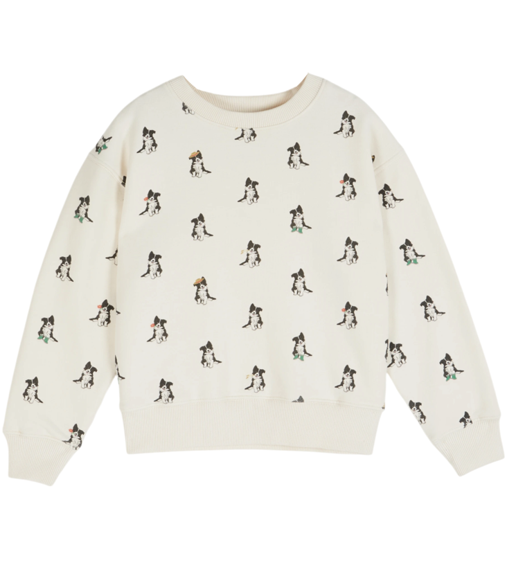 Jumper Border Collie